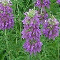 MONARDE CITRON BERGAMOTE  20g