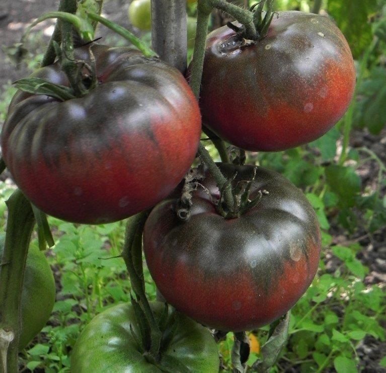 Piante & sementi: 50 Samen TOMATE FROM TULA Alte Sorte – Nuovo (secondo la descrizione) da Ehrendingen venduto da VerveinaSamen 1