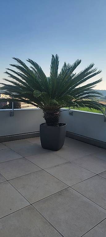 Piante & sementi: Palme – Usato da Remetschwil venduto da Smitt 2