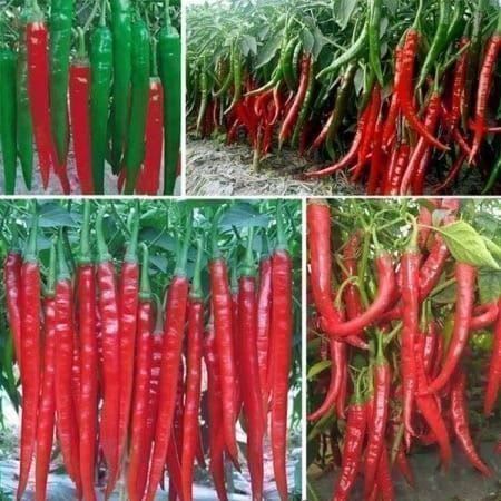 Piante & sementi: Piment chinois géant ! RARE ! 15g – Nuovo (secondo la descrizione) da Bremblens venduto da FIBONACCI369 2