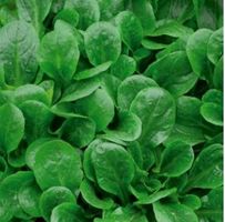Nüsslisalat, Feldsalat 20 Samen/ Frosthart