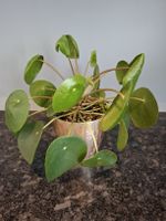 Plante Pilea saine et avec plusieurs nouvelles pousses 