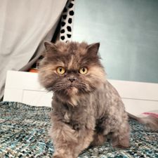 Profile image of Vikike