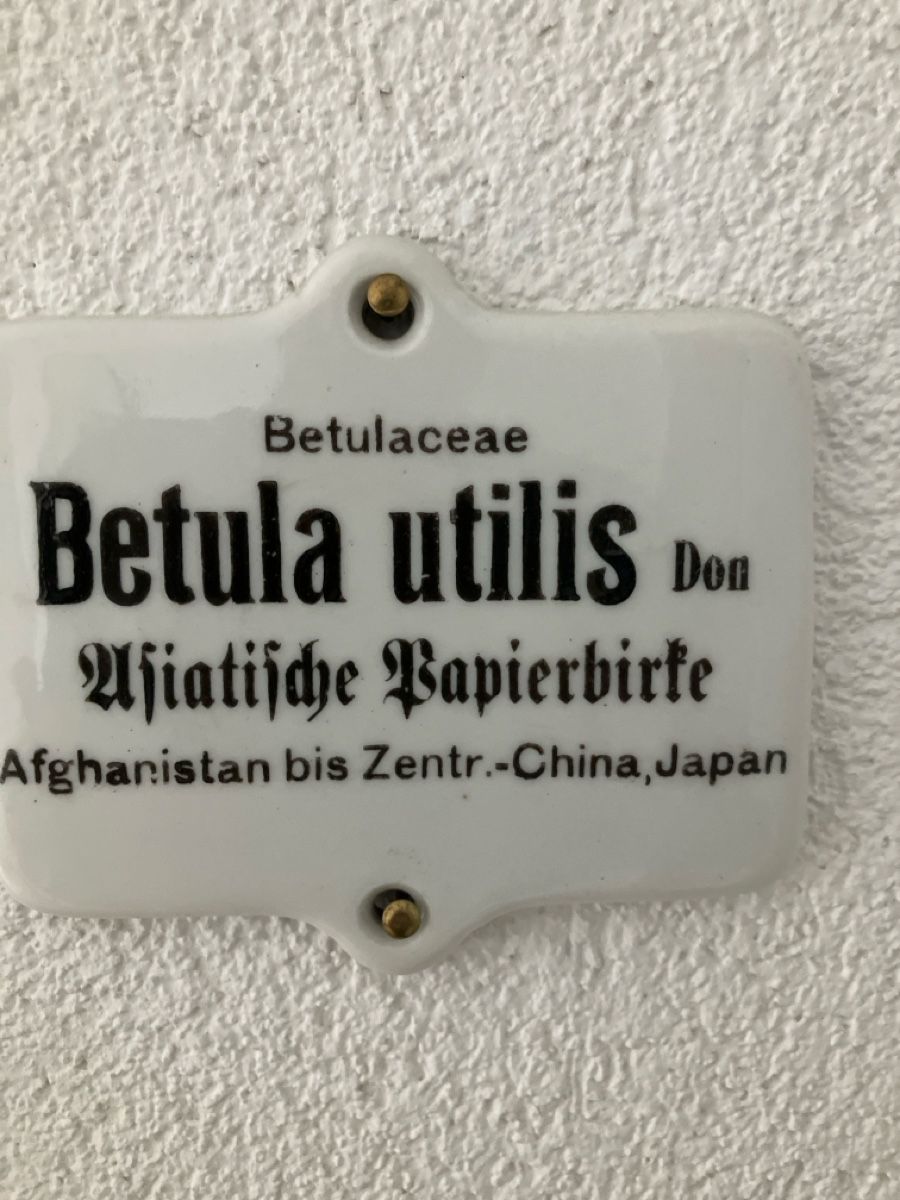 Piante & sementi: Schilder  Botanisch! – Usato da Bichwil venduto da Bac2 3