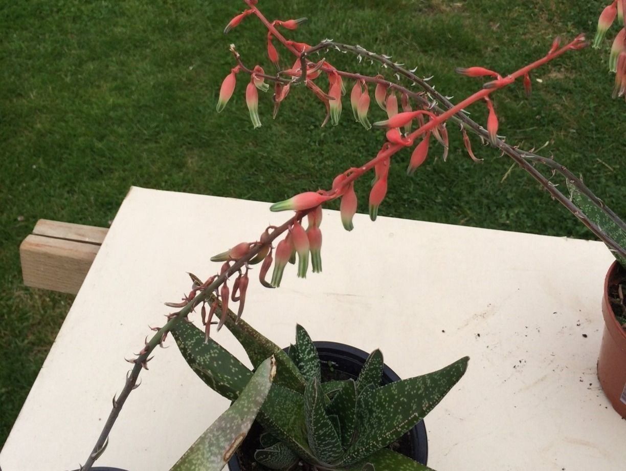 Piante & sementi: Gasteria Hirschzunge – Nuovo (secondo la descrizione) da Vinelz venduto da Wellensittich55 4