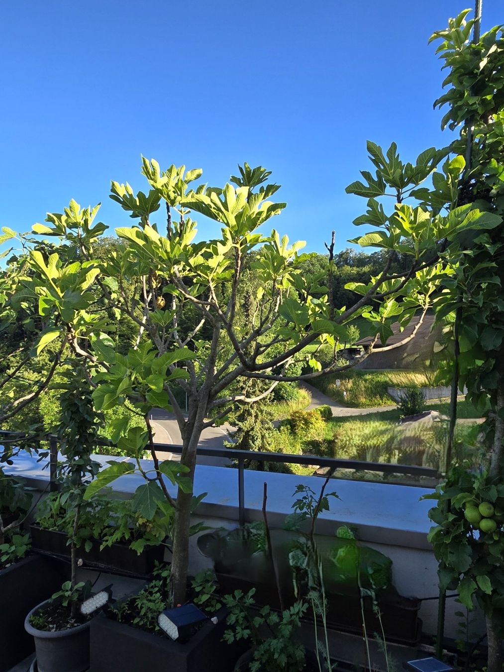 Piante & sementi: Feigenbaum – Usato da Bergdietikon venduto da ewa1005 1