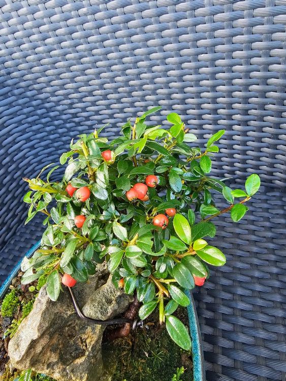 Einzigartige Bonsai Konstellation 3