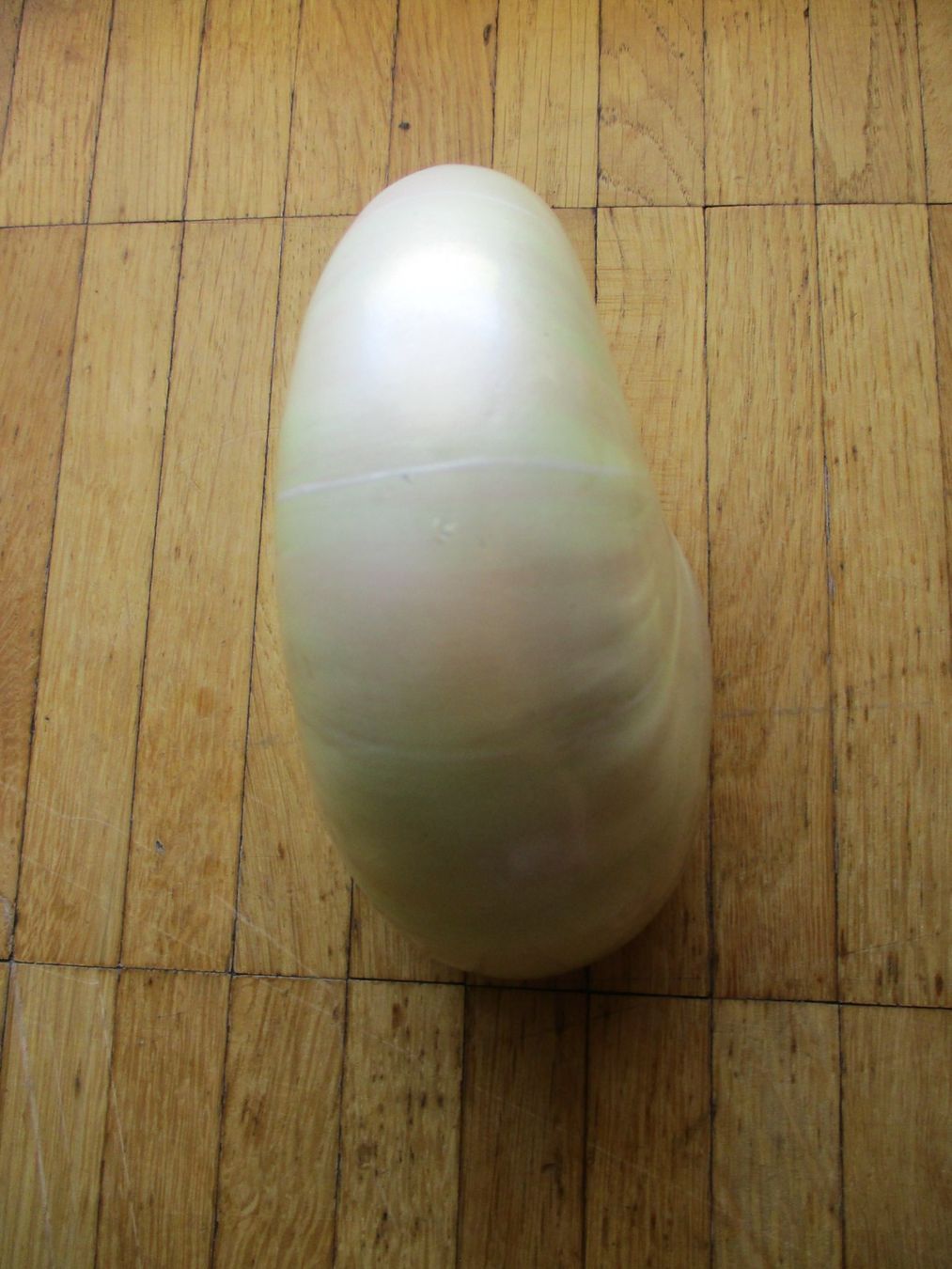 Fossili: Coquillage Nautile blanc – Usato da La Sarraz venduto da vic_v6kz 2