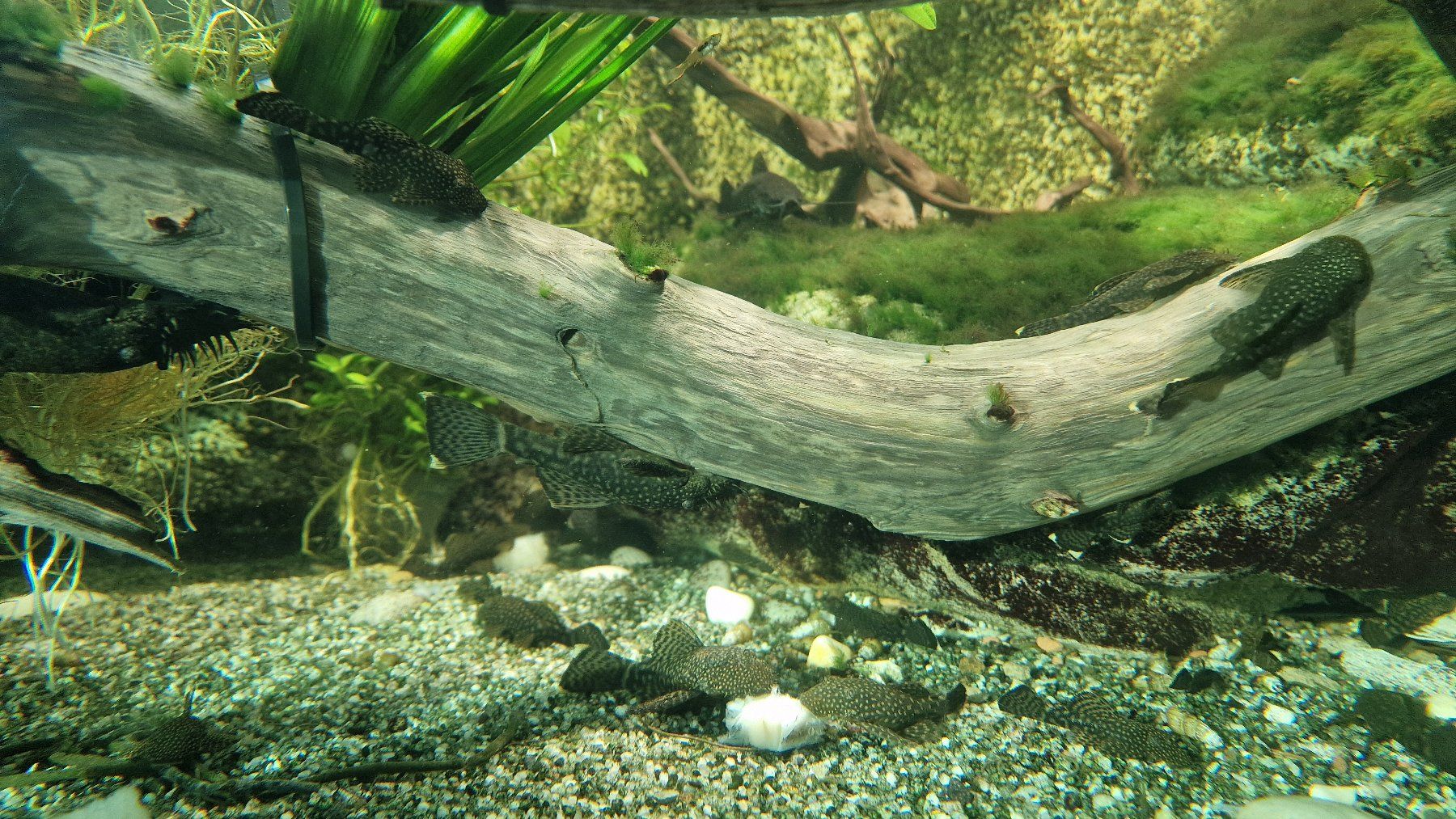 Libri: Antennenwelse "ancistrus dolichopterus" - Fische – Usato da Mariastein venduto da gro_vph7 1