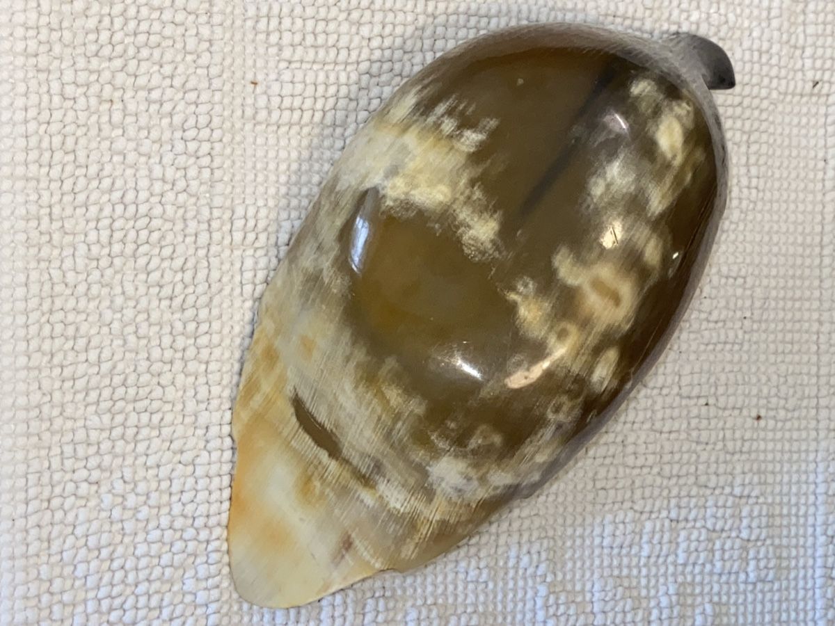 Tutte le decorazioni: Antike Blattschale aus Horn, Herbstdeko! – Usato da Düdingen venduto da Reconflo 1