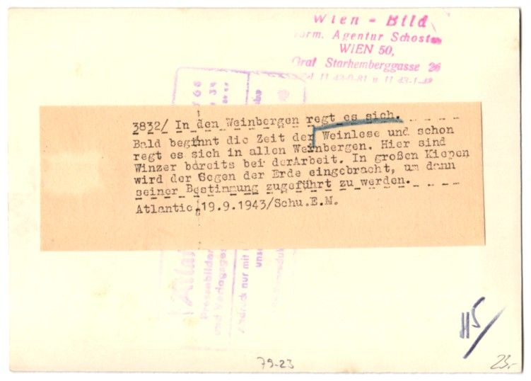 Fotografie & Manifesti: Fotografie Schostal, Weinlese / Weinernt – Usato da Berlin venduto da bartko-reher 1