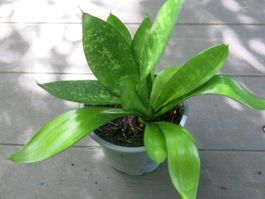Sansevieria, ca. 8 cm hoch, Zimmerpflanze