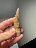 Fossiler Spinosaurus aegyptiacus Zahn