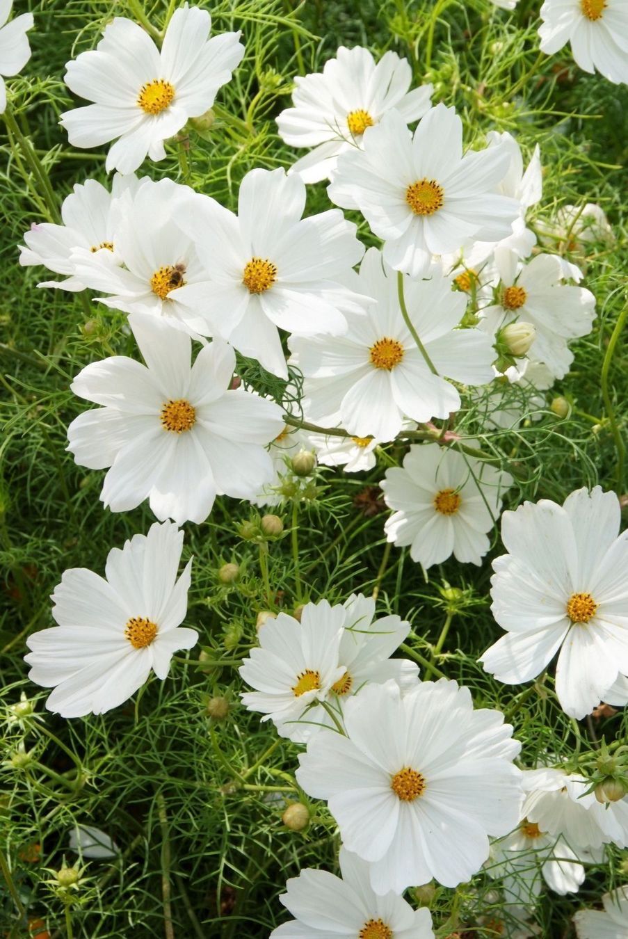 Piante & sementi: 100 Samen Cosmea PURITY Schmuckkörbchen – Nuovo (secondo la descrizione) da Ehrendingen venduto da VerveinaSamen 2