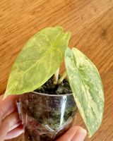 Alocasia Silver Dragon Aurea Babyplant