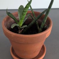 Sansevieria Bogenhanf