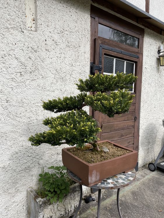 Eibe (Taxus baccata), Bonsai Kaufen auf Ricardo