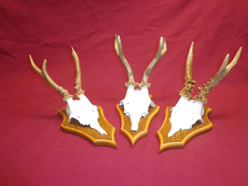 Geweih-Halterung Aus Edelstahl - Verstellbarer Totenkopf-Haken Für Jagdtrophäen