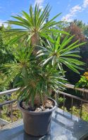 Wunderschöner Pachypodium lamerei mit sieben Seitentrieben
