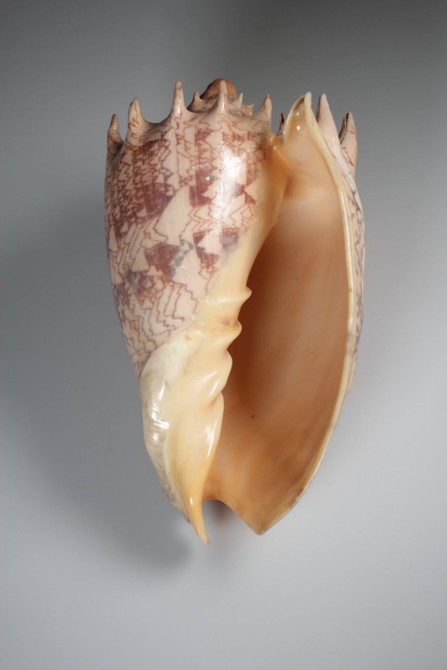 Fossili: Cymbiola Imperialis Muschel – Usato da Basel venduto da IRMAundFRED 3