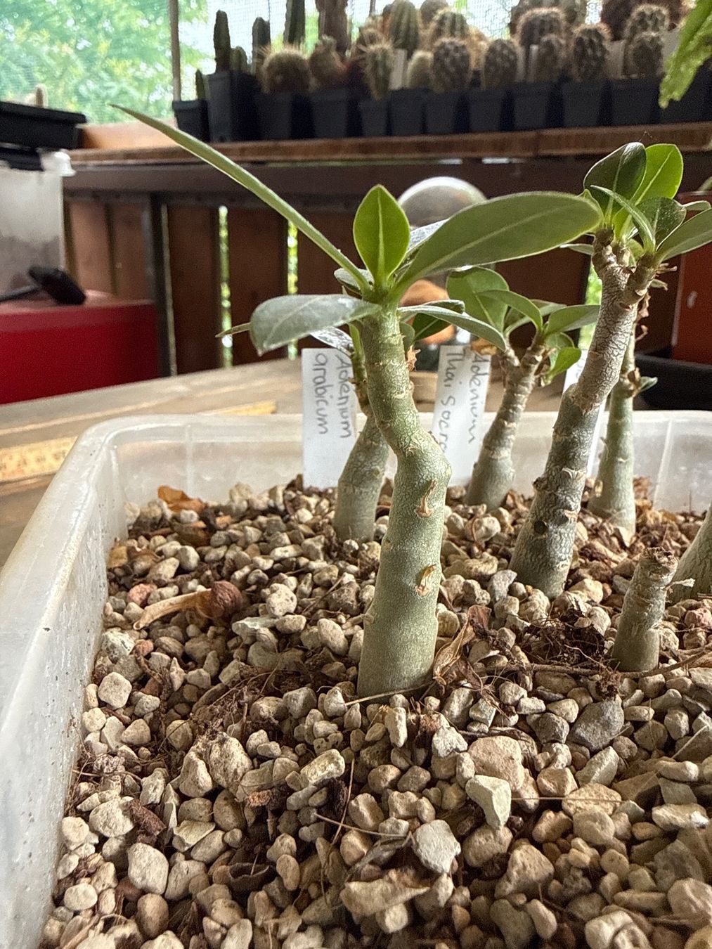 Piante & sementi: Adenium Obesum Arabicum – Usato da Rorbas venduto da SimS0n