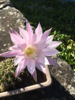Kaktus, Echinopsis, Kugelkaktus