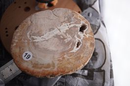 Versteinertes Holz Ast 9 cm      (14)