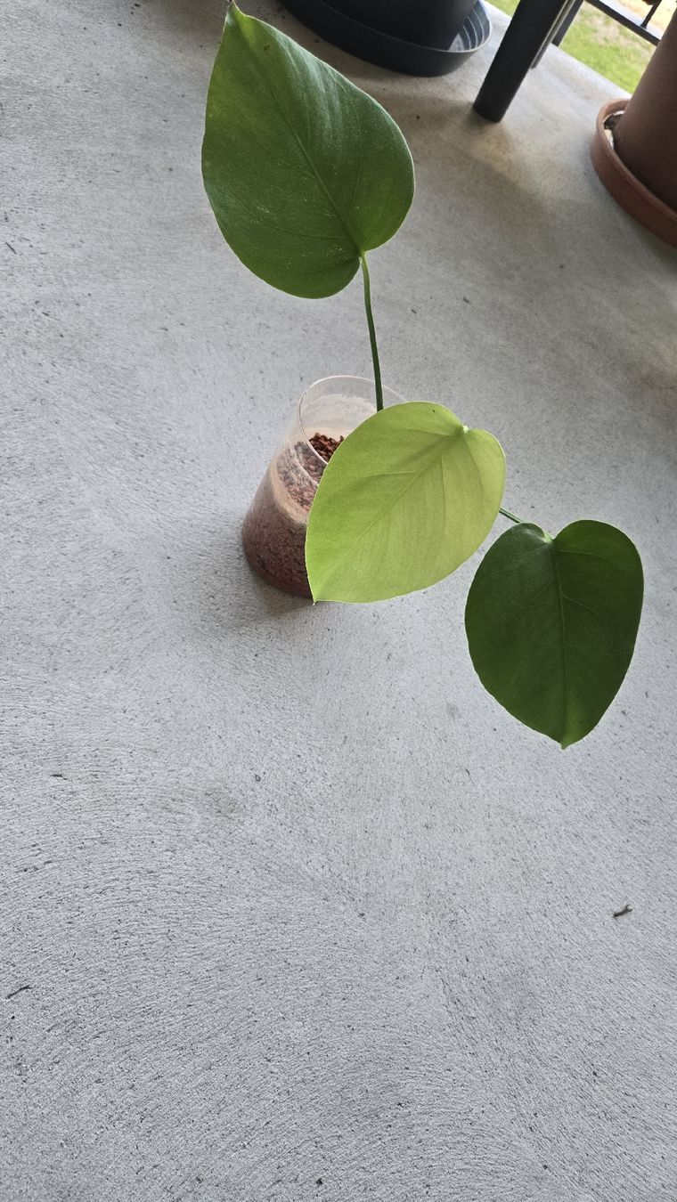 Piante & sementi: Monstera Deliciosa Abschnitt  – Usato da Affoltern am Albis venduto da avi_