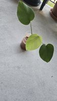 Monstera Deliciosa Abschnitt 
