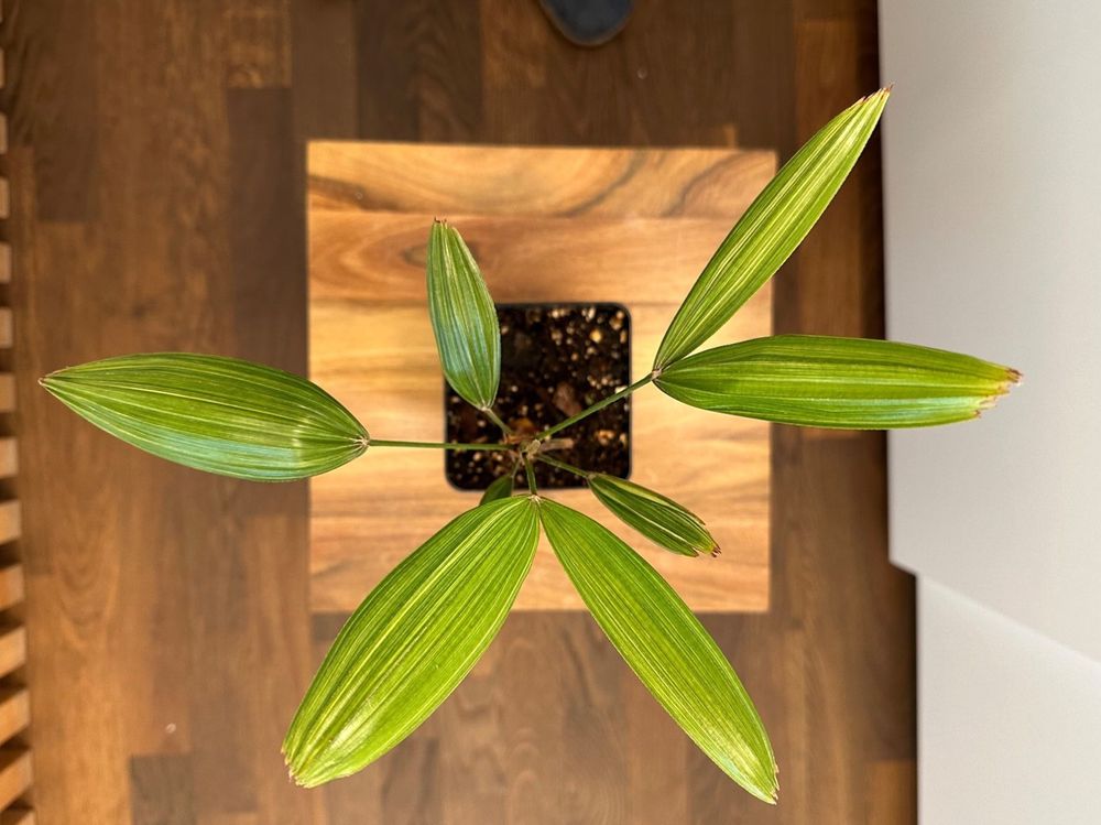 Künstliche Steckenpalme – 120 Cm, Täuschend Echte Deko-Pflanze Für Zuhause