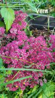 vera jameson sedum bodendecker