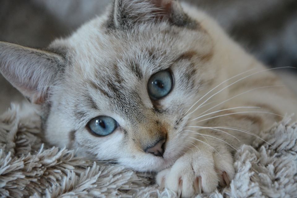 Katzenbaum - Kratzbaum: Katzenbaum + Schmuse-Liegeplatz- W6 – Neu und originalverpackt aus Kriens von Voco 3