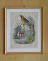 1 Lithographie , Webervogel ,1850 , in Holzrahmen .