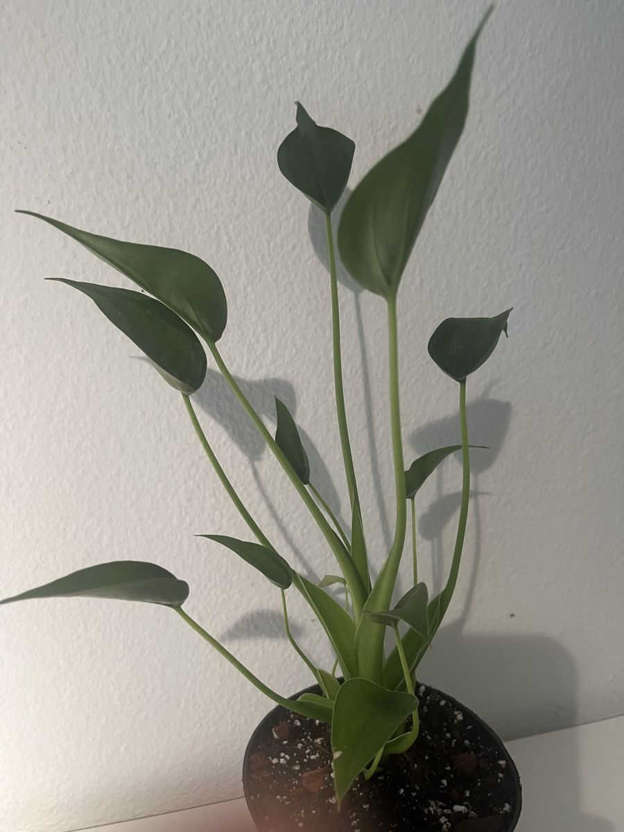Piante & sementi: Alocasia Tiny Dancer 🤩 – Usato da geroldswil venduto da Ahornblatt70 1