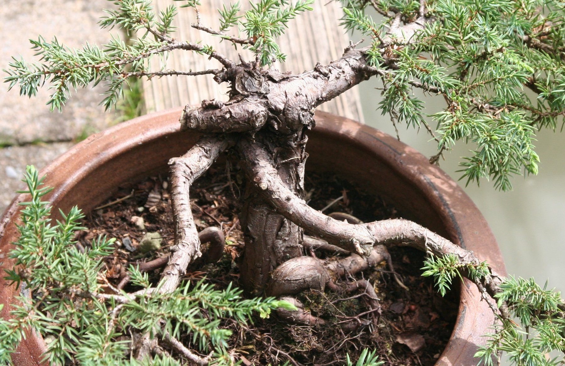 Plantes & graines: BONSAI  -  Kriechwacholder – D'occasion à Gretzenbach par Sikim 3
