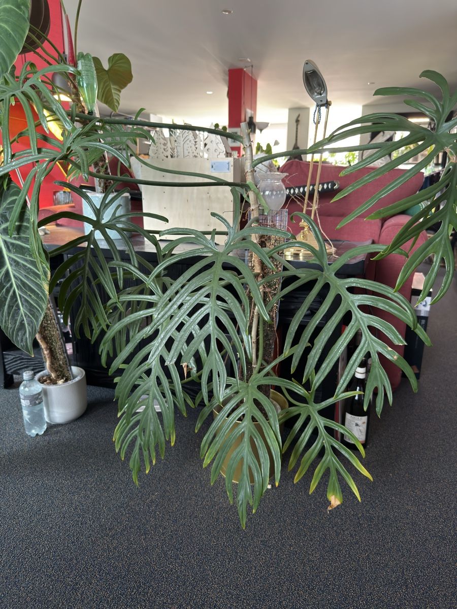 Piante & sementi: Philodendron Elegans – Usato da Morlon venduto da lucius.greenery 1