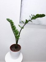 ZZ plant Glücksfeder Zamioculca 103 cm