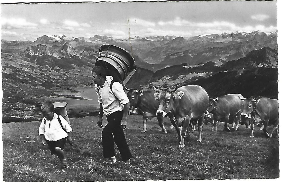 Cartoline postali: Alpfahrt auf die Rigi – Usato da Wetzikon ZH venduto da Brulu100