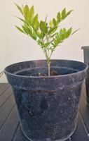 Blauregen Wisteria Sinensis Kletterpflanze ca.20 cm