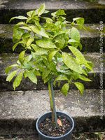 Aucuba Japonica Crotonifolia - immergrün & winterhart