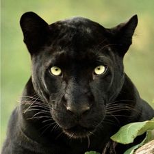 Profile image of BAGYRA