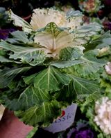Zierkohl "BRASSICA OLERACEA", H: 15 - 30cm. Kältebeständig
