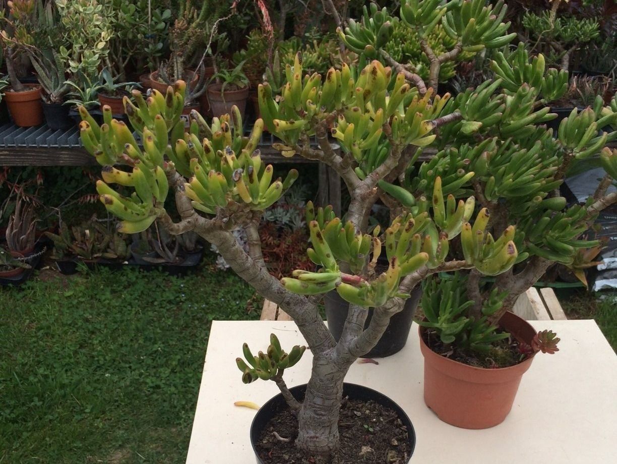 Piante & sementi: Crassula argantea – Usato da Vinelz venduto da Wellensittich55