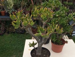 Crassula argantea