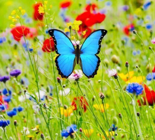 Piante & sementi: 500 SAMEN Blumenmischung Schmetterlinge‪ – Nuovo e nell'imballaggio originale da Rovio venduto da POSITIFFARTandPLANTS 2