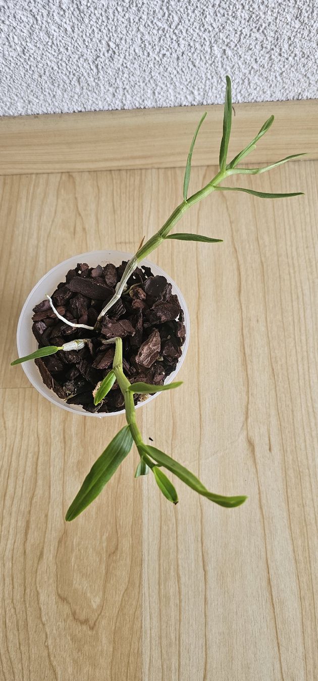 Piante & sementi: Orchidee Dendrobium Chin Sai Orange – Usato da Jona venduto da Smurnaya 2