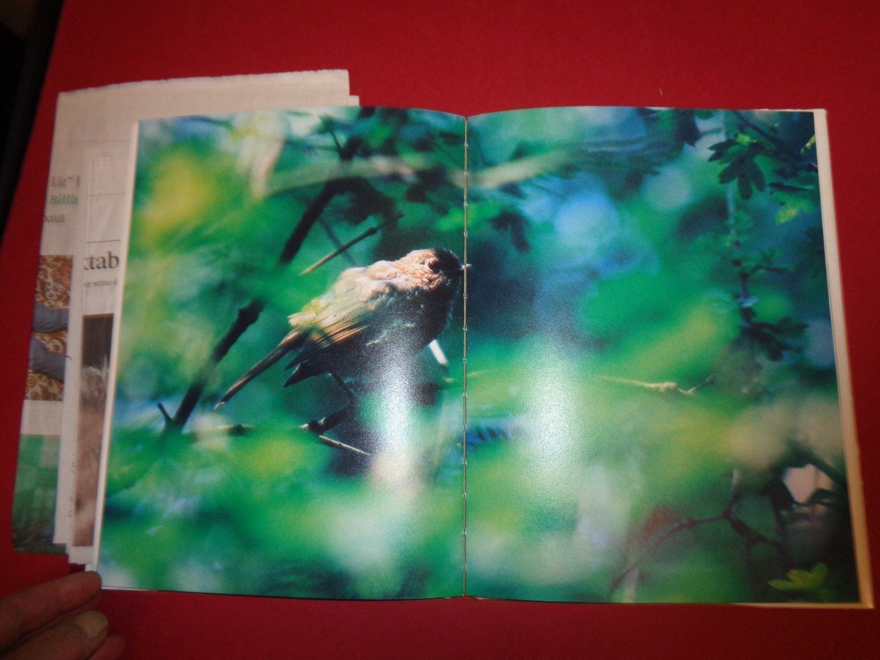 Livres: RICHARD Billingham Ray is`n Witz – D'occasion à Welschenrohr par Regool 7