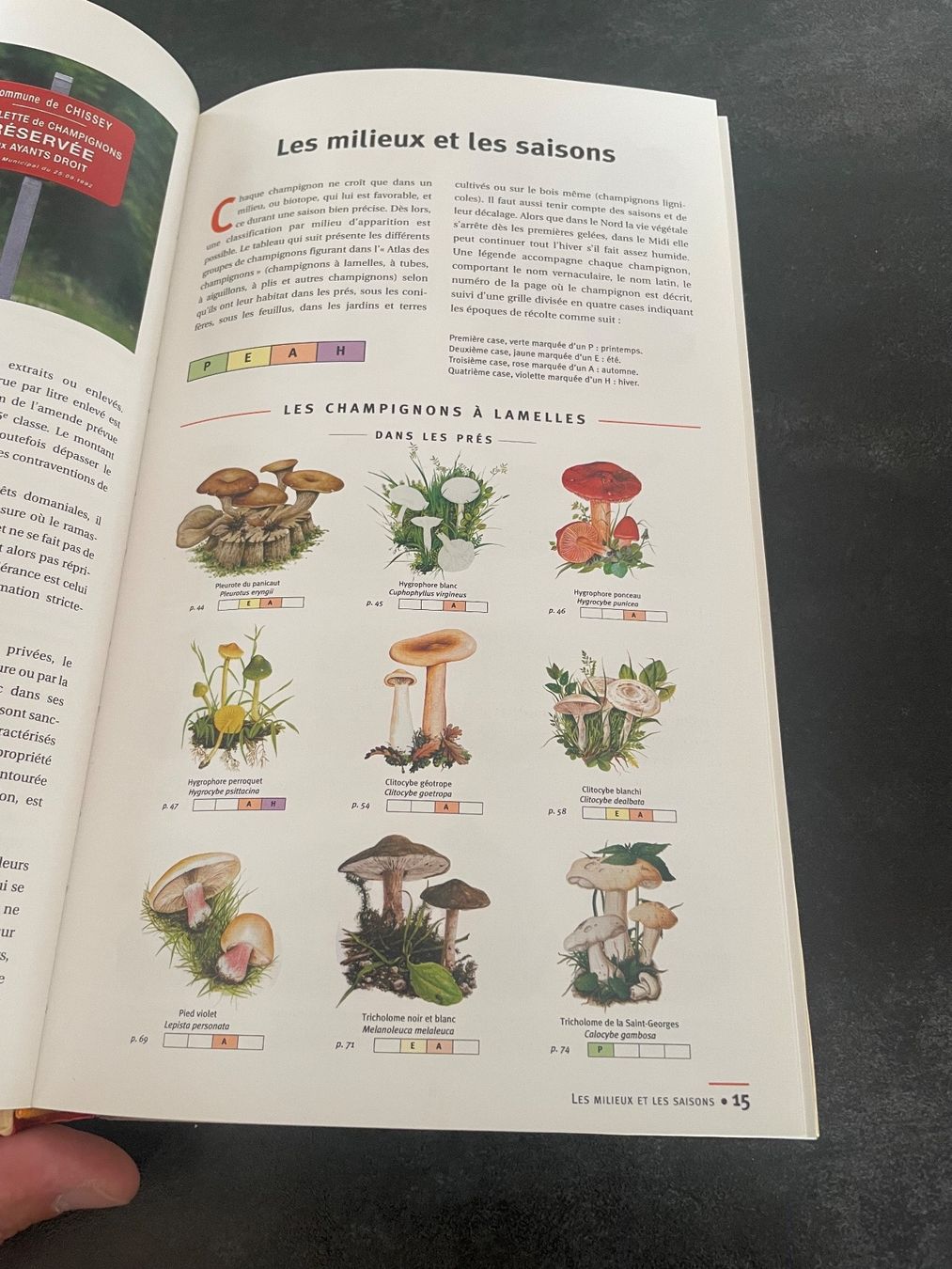 Libri: Livre Guide des Champignons – Usato da Vallamand venduto da Bricbracbroc82 4
