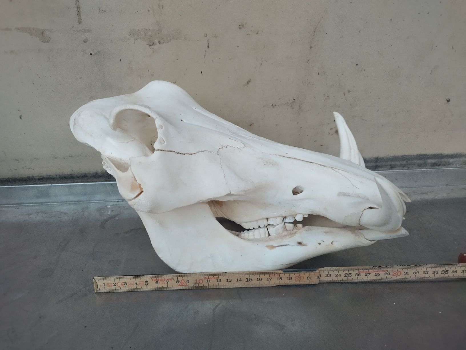 Welt der Tiere: Echter Warzenschwein Schädel, Keiler - Trophäe Jagd Deko – Gebraucht aus Wettingen von Bwalti 1