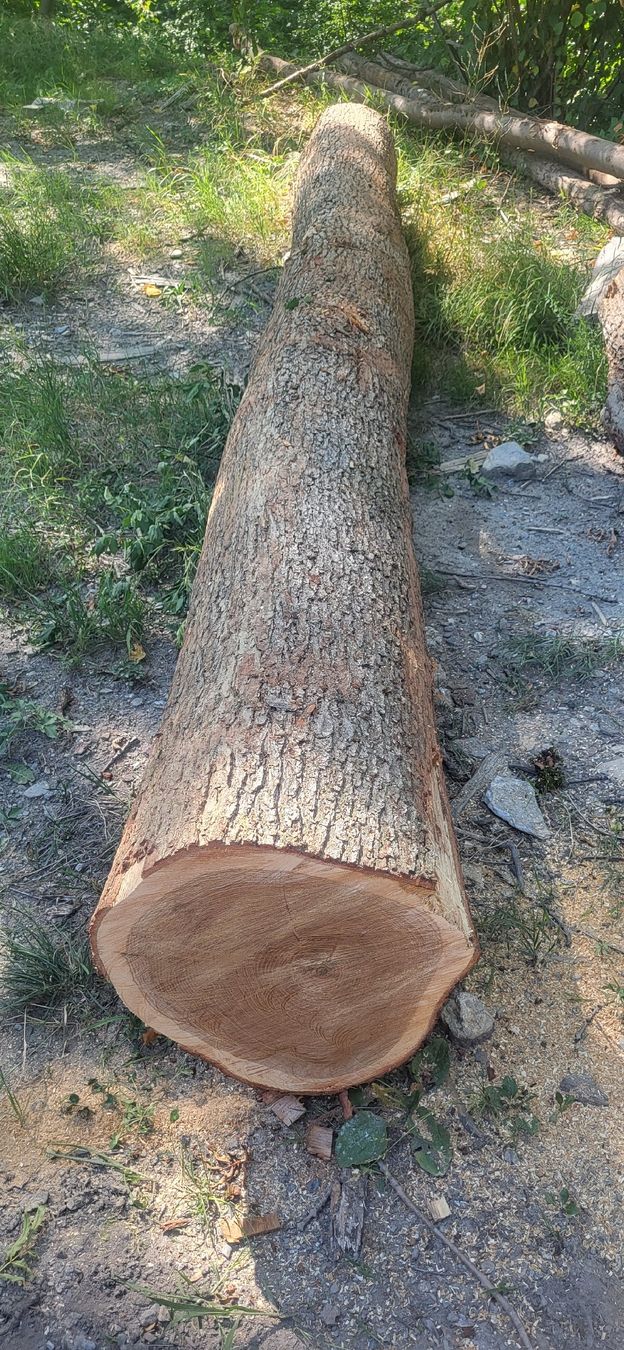 Articoli in legno: Eiche 4.40 m Masssiv-holz Eichenholz Stamm CH Eiche  – Nuovo (secondo la descrizione) da Jenins venduto da Wald-kauz